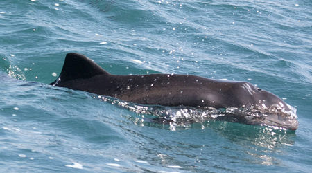 Димитър Попов: Изкуствената регулация на делфина е изключително опасна