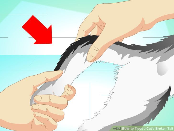 Treat a Cat's Broken Tail Step 2 Version 2.jpg