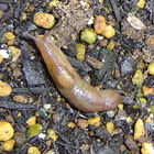 プロがすすめるナメクジ駆除対策 毒餌などの退治方法 虫知識 Com