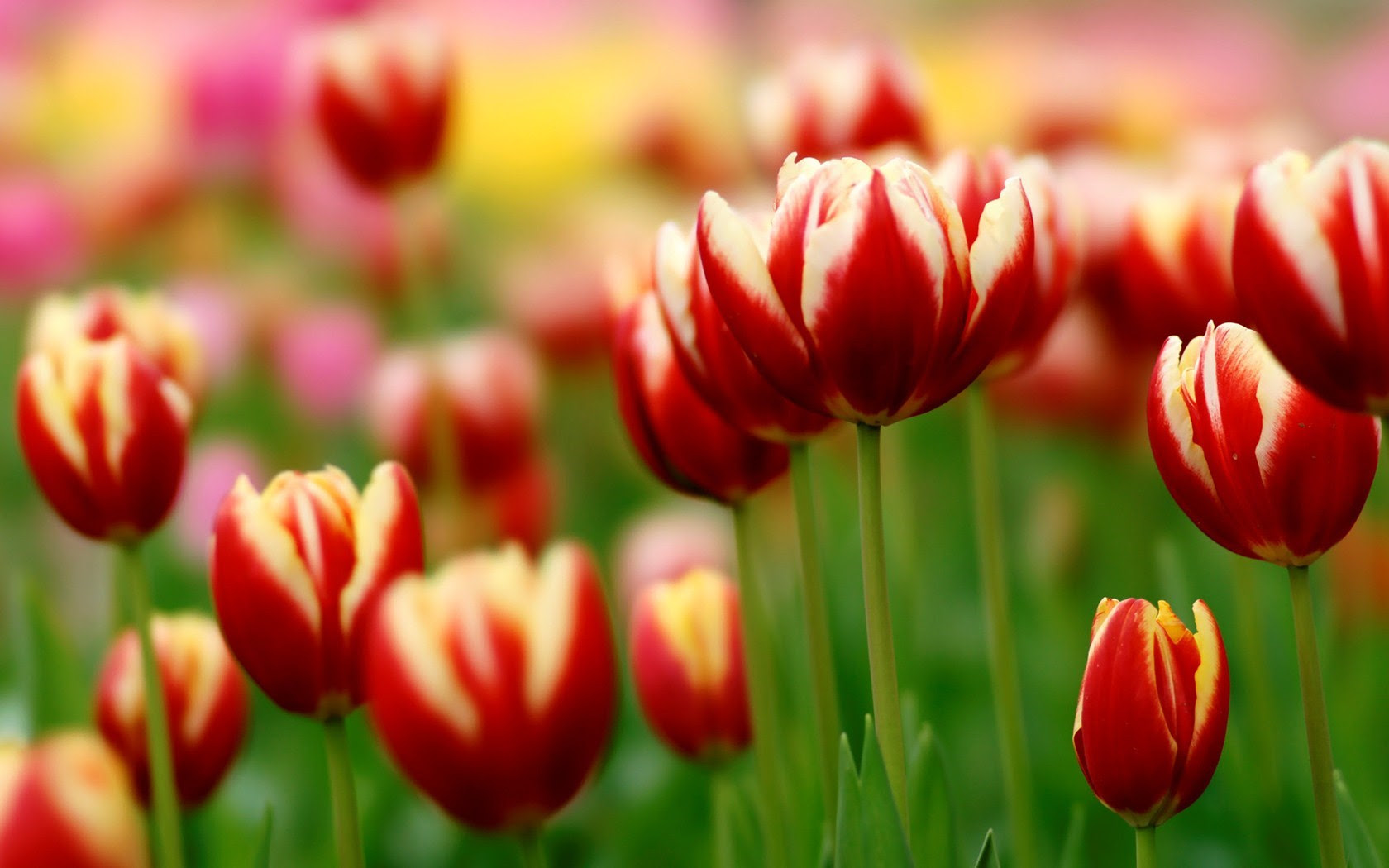 Spring Tulips  Wallpaper  Desktops WallpaperSafari