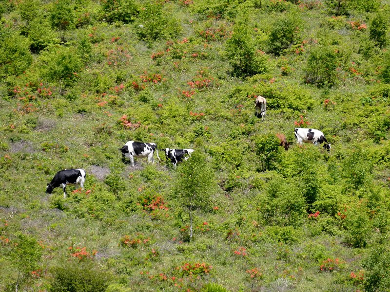 湯の丸から日の丸を 変わりゆく湯の丸高原 鹿沢インフォメーションセンター