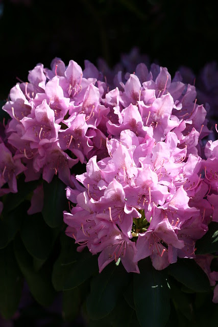 Blooms