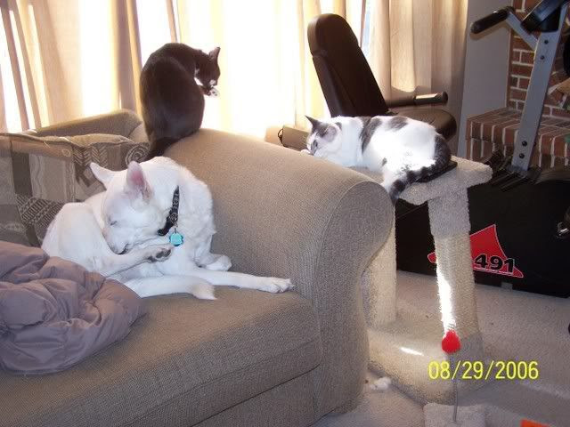 This is us - Titus (the dawg), Tazo (the speckley kitty), & Earl Grey (the grey one, duh)