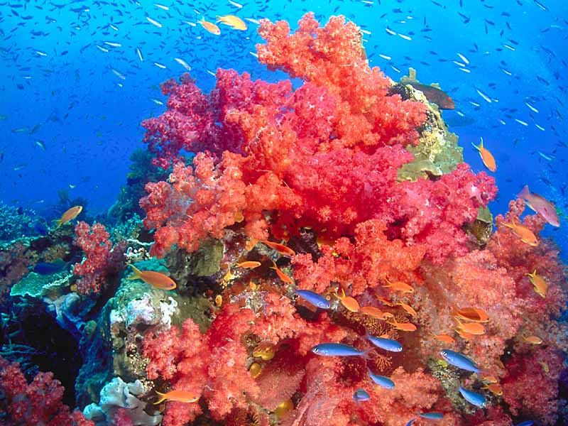 free underwater pc wallpaper. Coral Head, Somosomo Strait, Taveuni, Fiji-free underwater desktop wallpaper