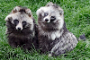 Cute Raccoon Dog Would this cute raccoon drown your dog?