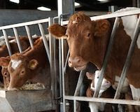 Include Animal Welfare in Foreign Trade Agreements