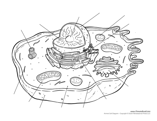 Printable Animal Cell Diagram – Labeled, Unlabeled, and Blank ...