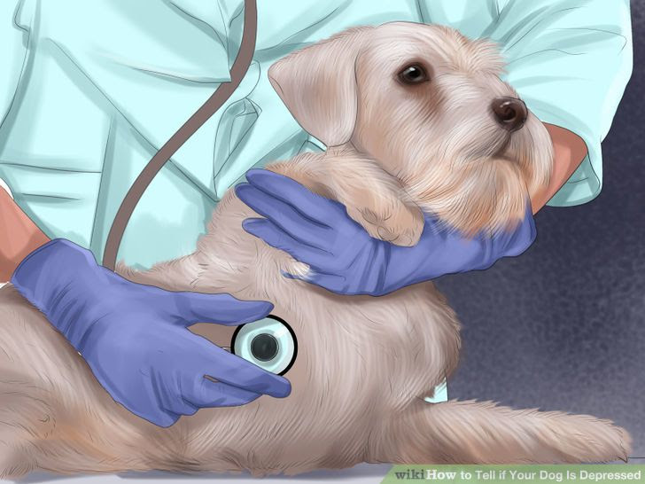 Tell if Your Dog Is Depressed Step 15.jpg