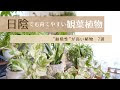 [最も選択された] サンスベリア 日陰 217326