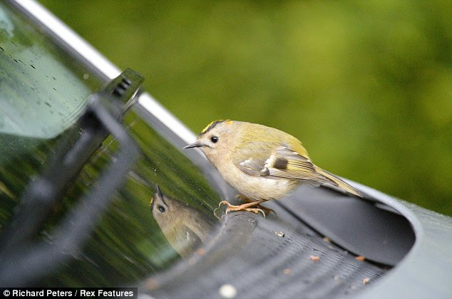 The bird flew between different windows of the car trying to chase its shadow