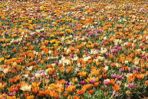 un prato di colori all'entrata