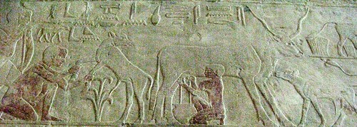 Two human figures are shown in bas-relief. The human figure on the right is milking a cow, whose calf nuzzles its shoulder. The human figure on the left holds the forelegs of another calf, whose head is turned to the right, looking back at the cow. The human figures are painted with red pigments, while the animals are the color of stone. Above them, Egyptian hieroglyphs are seen