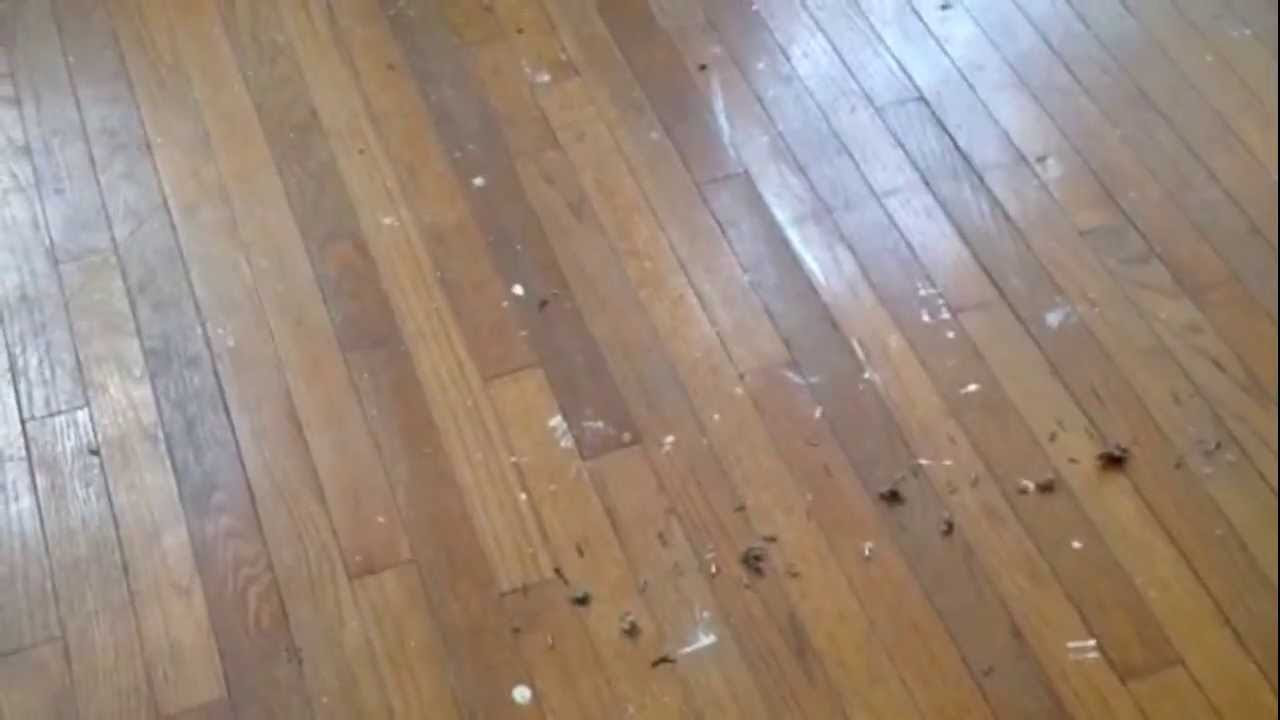 How to refinish your hardwood floors without sanding - YouTube