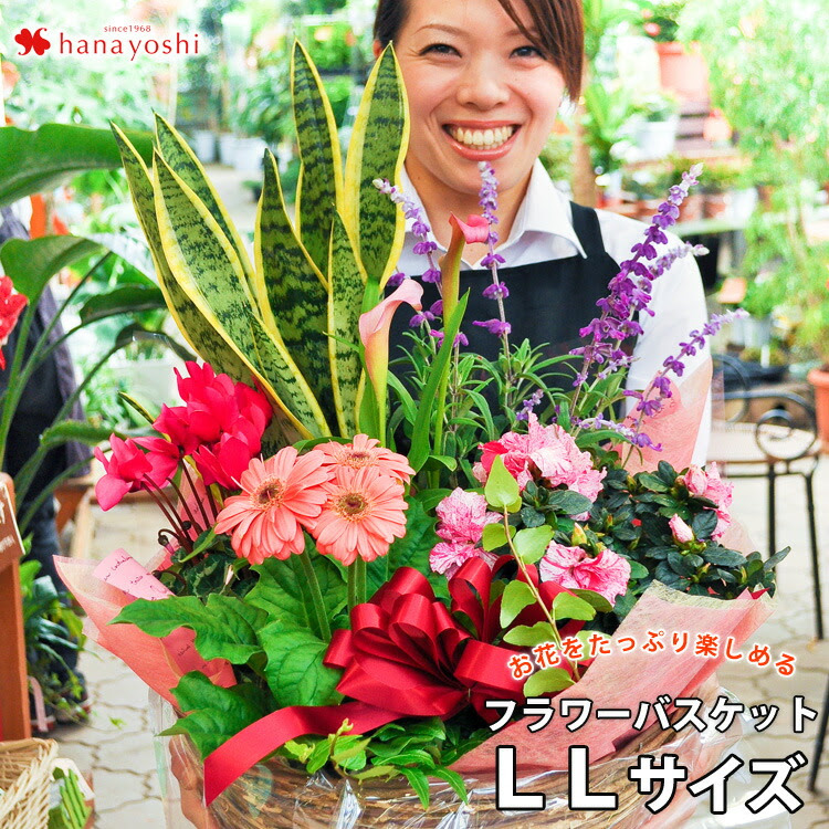 フラワーバスケット 友人 お誕生日 開店祝い 季節のおまかせ花鉢とグリーンの寄せ入れ お花 フラワーギフト おしゃれ 引越し祝い 送料無料 Llサイズ 祖母 鉢花 花 開業祝い 新築祝い お祝い 贈り物 鉢植え 花 誕生日 プレゼント 母 祖母 女性 ギフト 新築祝い 友人 引越し