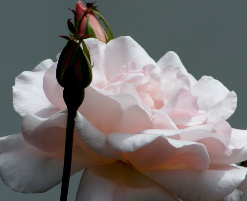 ROSE by *..A.C.REB..*..Photography