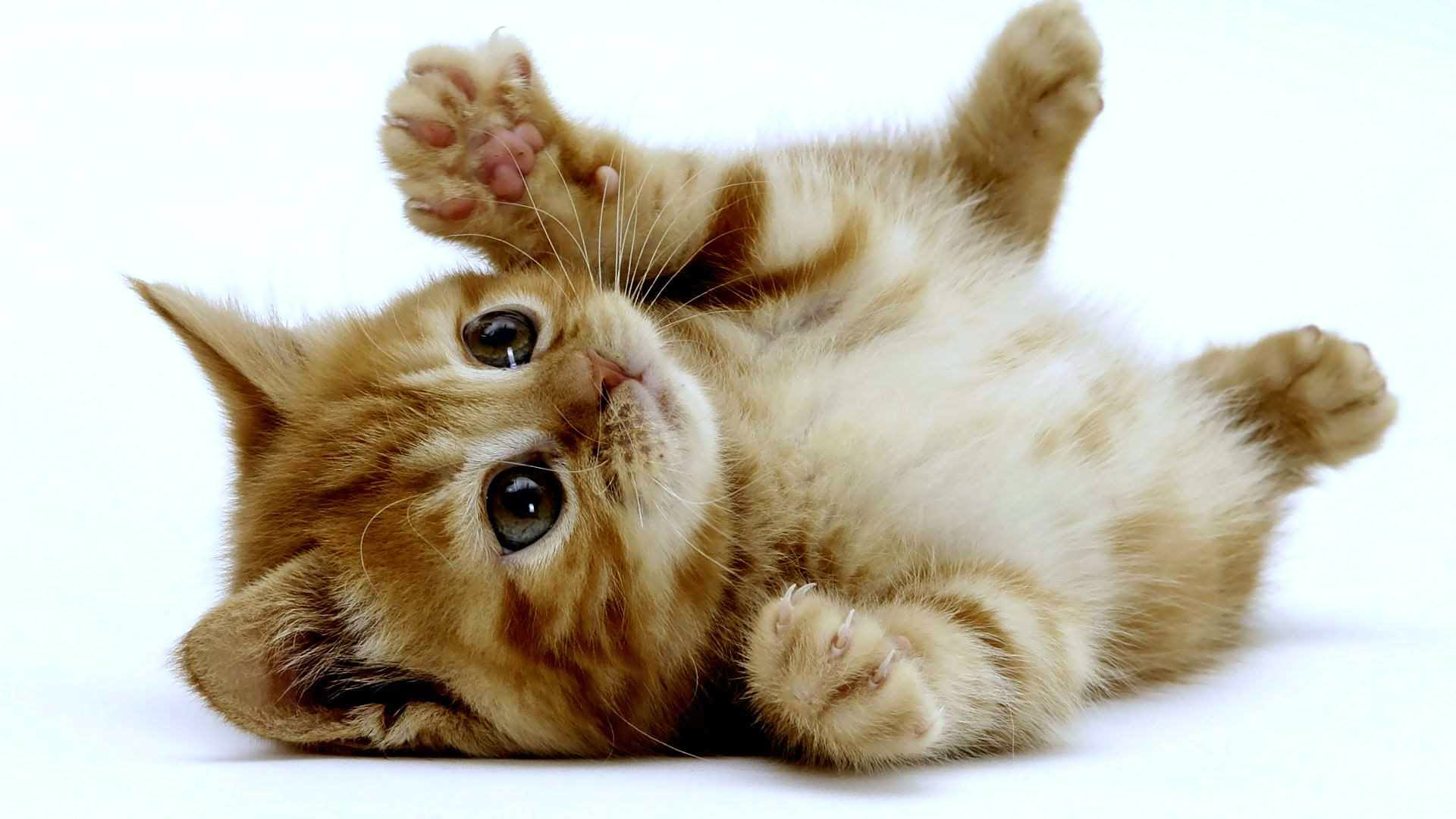 しっぽの短い猫がお尻をふるふる震わせる理由 おもしろ動画 イベント情報 なんでも公開チャンネル
