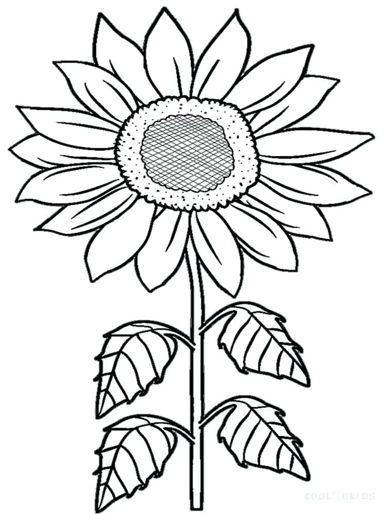 Download Sunflower Drawing Color | Free download on ClipArtMag