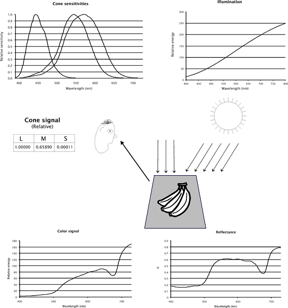 Figure 1: The causal process leading to color vision.