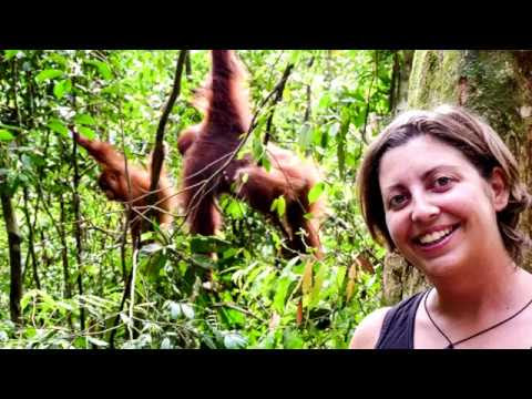 Sumatran Orangutan in Ketambe | Leuser Ecosystem