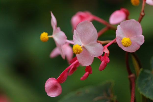 シュウカイドウ 秋海棠 の花 写真共有サイト フォト蔵