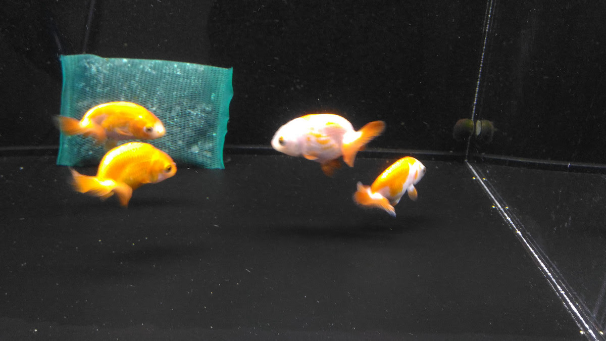 金魚水槽ならベアタンク 利点は掃除もコケ取りも簡単 Aqua Talk