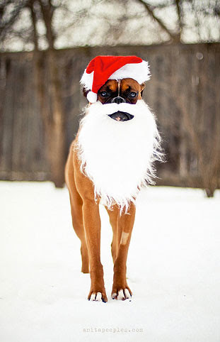 boxersanta