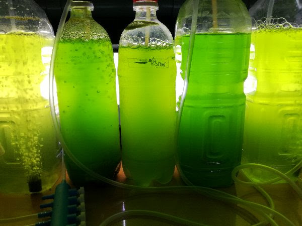 ミジンコの生体 培養用の生クロレラ水 インフゾリアそろって販売中 セルバス北赤羽店