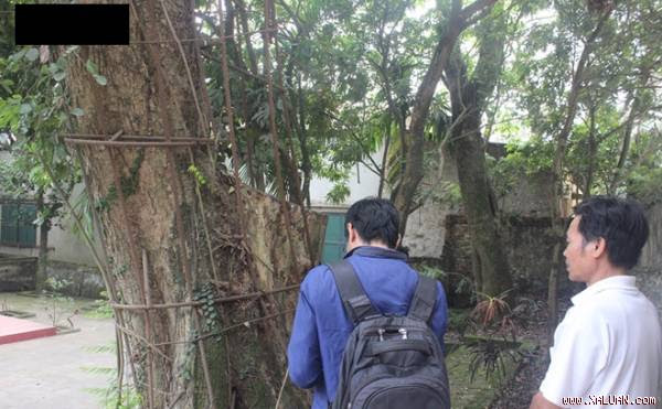 Cây sưa làng Phụ Chính đang trong cảnh chết dần.