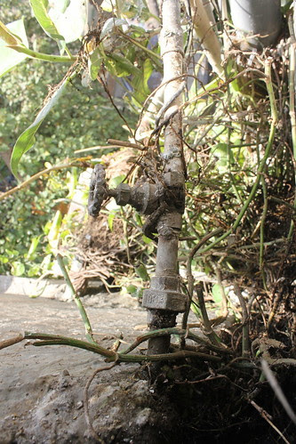 My Neigbors Money Plant Enters Our House Along With The Roots by firoze shakir photographerno1