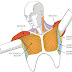 Arm Muscle Diagram : 17 Best images about Muscles Anterior | Arm muscles ... : The hand incorporates countless muscles, bones.