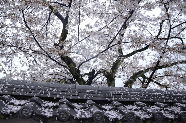 Fotos de Kioto en Japon, cerezos en flor