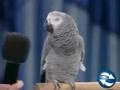 Funny Youtube Videos List | Funny Video Compilation: Talented Bird