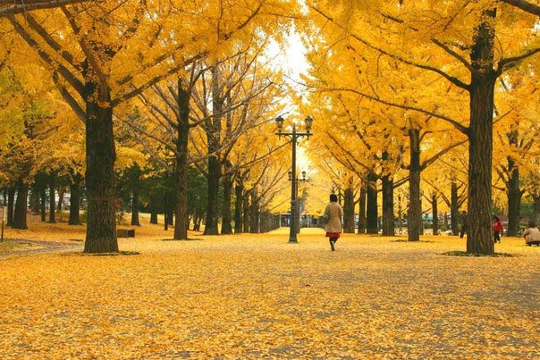 銀杏樹下我等花開 O Mundo Da Sophia Udn部落格