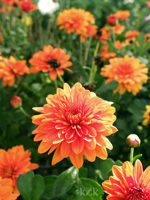 DSCN4424 Mums