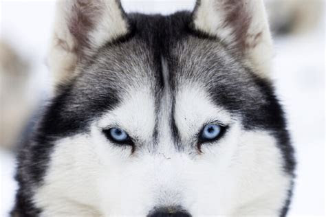 From the beginning the grayish blue shade was fairly dark compared to the light shade of a dog who will have blue eyes. dog eye color chart 7 mesmerizing shades