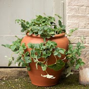 17+ Terracotta Strawberry Pot, Terkini!