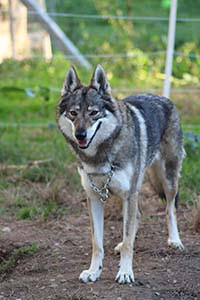 Elevage Chien Tchécoslovaque Mâcon Chiot Chien Loup