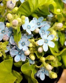 花 オキシペタルム 5月2日の花と花言葉 オキシペタルム 魅る魅るガーデニング