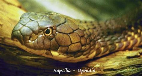 hewan bertulang belakang vertebrata handoyo