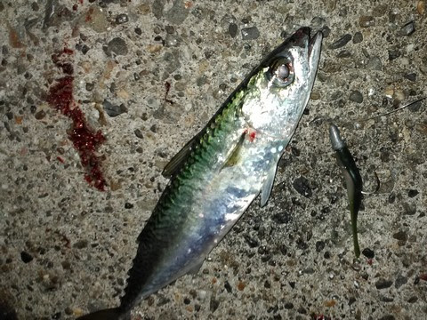 太刀魚 餌 サバ サンマ イワシ アジ キビナゴ イカ の比較 海水魚の種類と釣り方