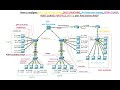 How to configure DHCP Snooping on switch, DHCP Server on router, SVI Inter-VLAN-routing, BPDU Guard, Root-Guard, Port-fast, Dot1q and Port-channel pagp?
