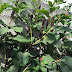 What Kills Pokeweed - It's the first plant that many.