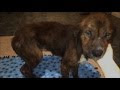 Dog Is Said To Be “Unadoptable”. Now Wait Till You See What Happens When They Try To Put Him Down