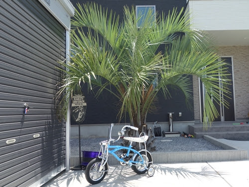 ヤシの木のあるお庭 ヤシの木南国リゾートの庭 Cocos Garden