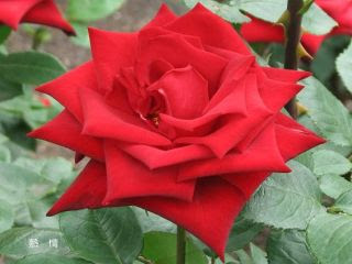 赤 黒系の薔薇