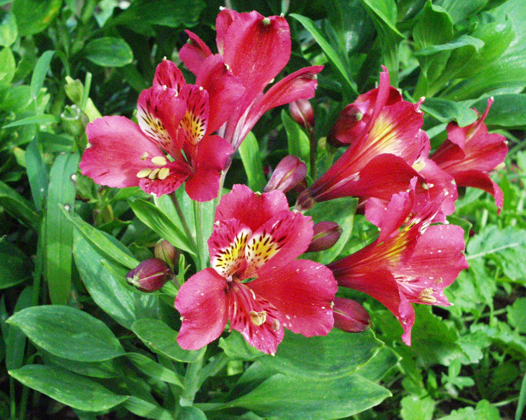 Create a Year - Round Outdoor Blooming Garden :: Interior ...