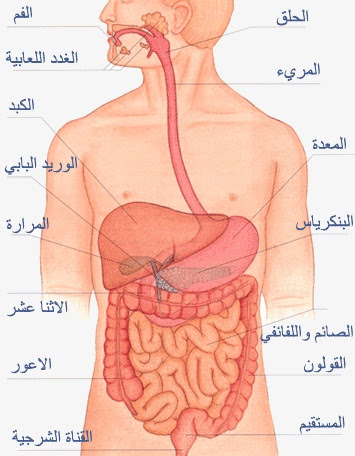 اين تقع المعدة