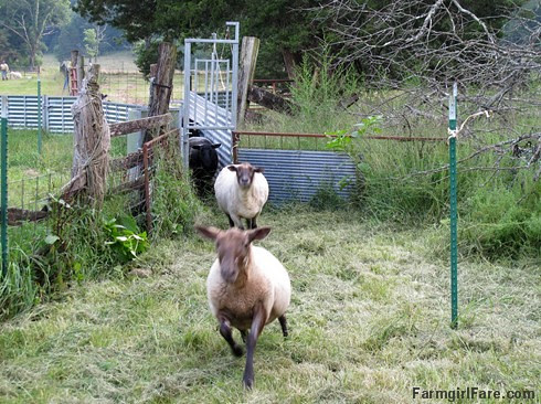 Helga hurtling toward the treat trough - FarmgirlFare.com