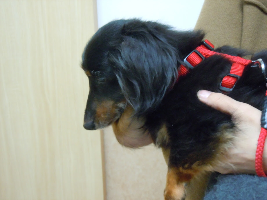唾液腺嚢胞 福岡市周辺で犬 猫の健康のことなら博多区の博多北ハート動物病院へ