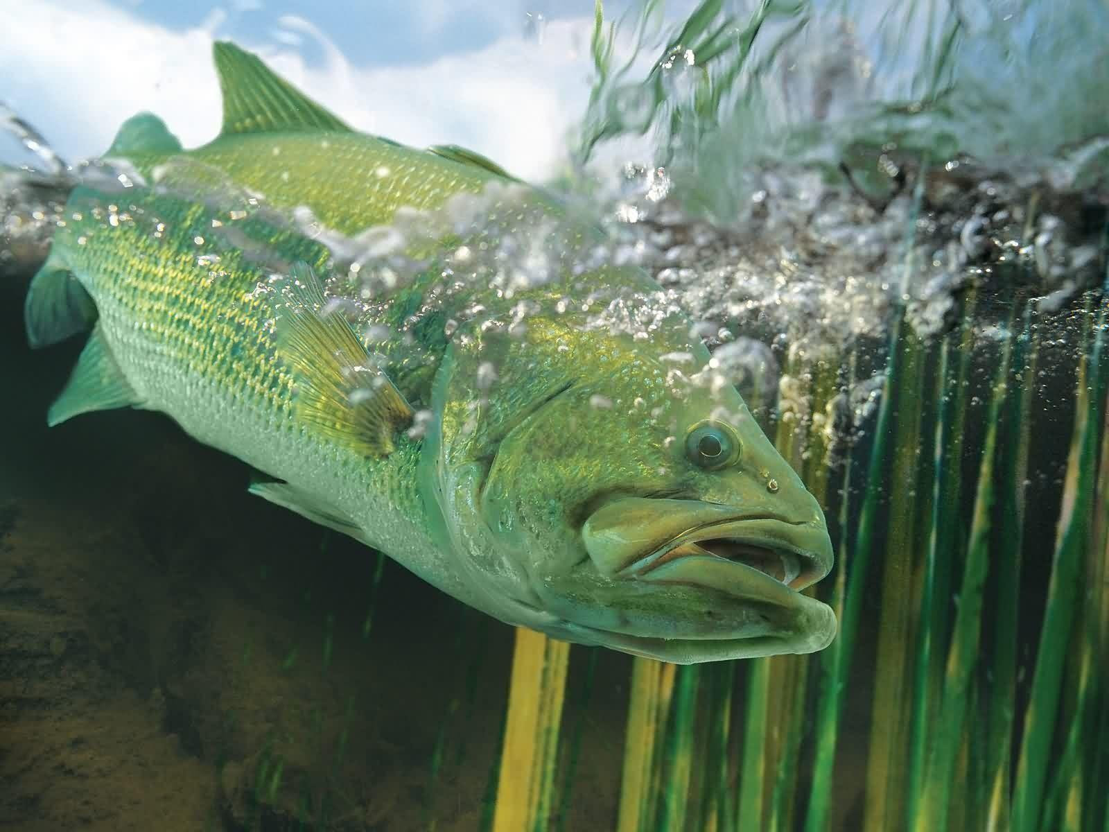 Bass Fishing Wallpaper Backgrounds Wallpaper Cave Afalchi Free images wallpape [afalchi.blogspot.com]